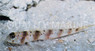 Orange Bar Goby :: 18631