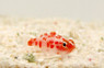 Red Spotted Pygmy Goby