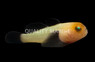 Blackfin Coral Goby
