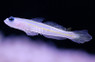 Yellow Lined Shrimp Goby