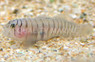 Tiger Goby