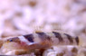 Jaguar Goby :: 18664