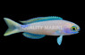Randall's Tilefish