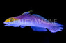 Bella Goby