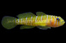 Halfbarred Goby