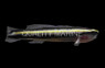Barsnout Goby