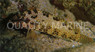 White Speckled Grouper