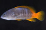 Blue Spotted Grouper
