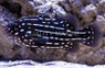 Golden Striped Soapfish