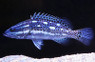 Metallic Blue Grouper :: 19067