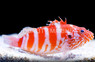 Red Bar Hawkfish