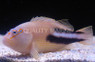 Tuamotu Hawkfish