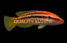 Striped Hogfish