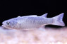 Silver-Scaled Mullet :: 23011