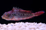 Assorted Parrotfish :: 24000
