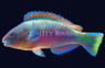 Quoy's Parrotfish