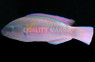 Princess Green Parrotfish :: 24012
