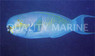 Gibbus Parrotfish