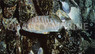 Rainbow Sea Perch