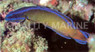 Sailfin Dottyback