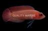 Lyretail Dottyback, Male