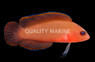 Red Serosa Dottyback