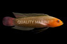 Elongate Dottyback
