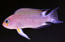 Longfin Dottyback