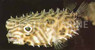 Spiny Box Burrfish, Juvenile