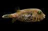 Scribbled Pufferfish