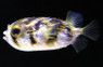 Slender Spined Porcupinefish