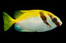 Barhead Rabbitfish