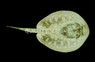 Yellow Stingray