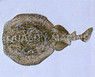 Electric Stingray