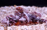 Browed Short Scorpionfish :: 28015