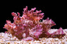 Colored Frilly Scorpionfish