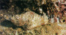 Red False Stonefish