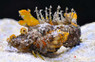 Orange Sea Goblin Scorpionfish :: 28047