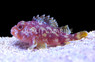 Yellow Spotted Scorpionfish