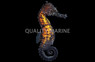 Kuda Seahorse, Male, Colored