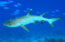 White Tip Reef Shark