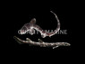 Coral Cat Shark