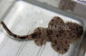 Tasseled Wobbegong