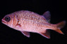 Tinsel Squirrelfish