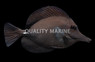 Black Longnose Tang