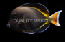 Achilles-White Cheek Tang, Hybrid :: 31519