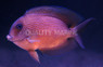 Assorted Bristletooth Tang :: 31539