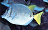 Yellowtail Tang