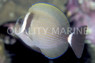White Bar Tang