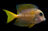 Blue-Spotted Bristletooth Tang :: 31590